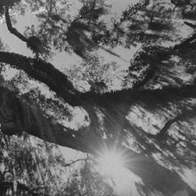 Load image into Gallery viewer, Beyoncé | Lemonade (New)