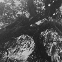 Load image into Gallery viewer, Beyoncé | Lemonade (New)