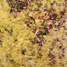 Load image into Gallery viewer, The Beta Band | The Three E.P.'s (New)